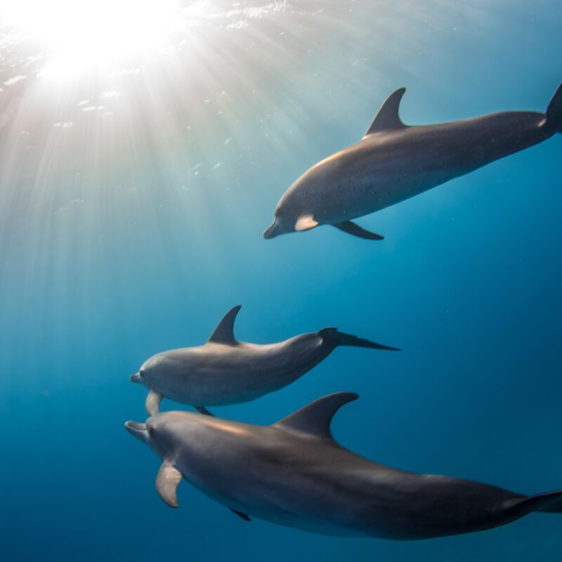 Private luxury catamaran for chartering in Annapolis and the Bahamas