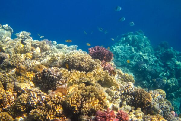 Private luxury catamaran for chartering in Annapolis and the Bahamas