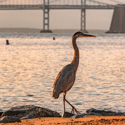 Private luxury catamaran for chartering in Annapolis and the Bahamas